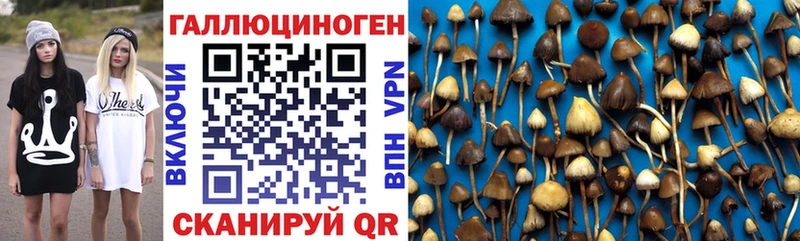 наркота  Пучеж  Галлюциногенные грибы Psilocybe 